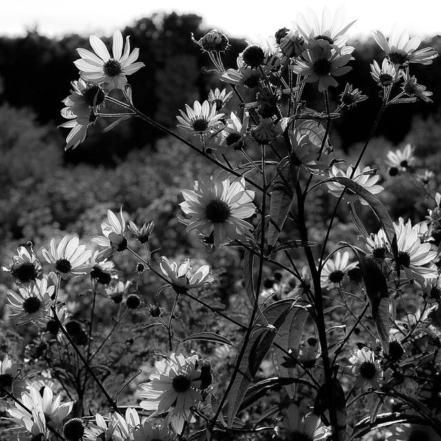 Summer Wildflowers 018