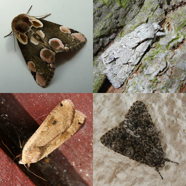 British Bug Week 2014, Tuesday - Moths