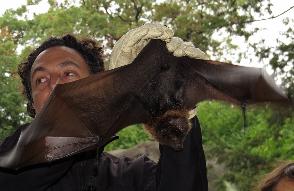 IMG_7905b | The Gone Batty live bat encounter at the New Yor… | Flickr