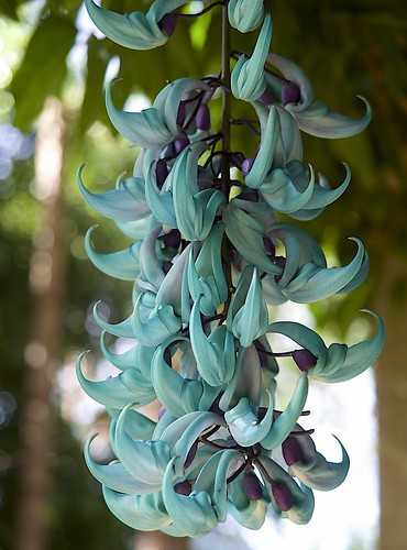 Jade Vine | Strongylodon macrobotrys | billcoo | Flickr