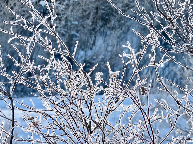 Cross Conservancy Winter Hike -  Beautiful hoar frost