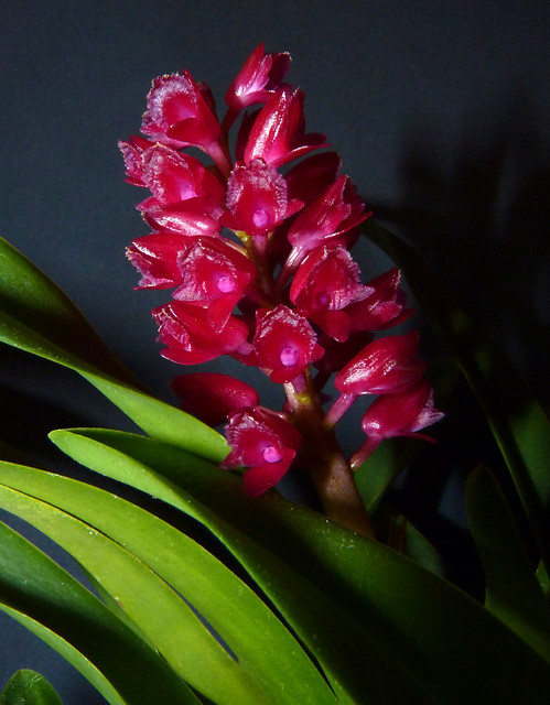 Arpophyllum alpinum species orchid