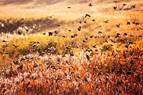 life autumn wild sunlight motion black fall nature beautiful field grass birds animals silhouette horizontal fauna rural vintage season outdoors freedom fly flying wings montana warm day mood mt natural bright feeding action many background wildlife country flock group flight feathers conservation atmosphere sunny nobody formation busy wetlands species marsh copyspace wilderness habitat takingoff preserve ornithology takingflight blackbirds mothernature multitude avian ecological refuge flocking winifred foraging groupofanimals colorimage morass ferguscounty