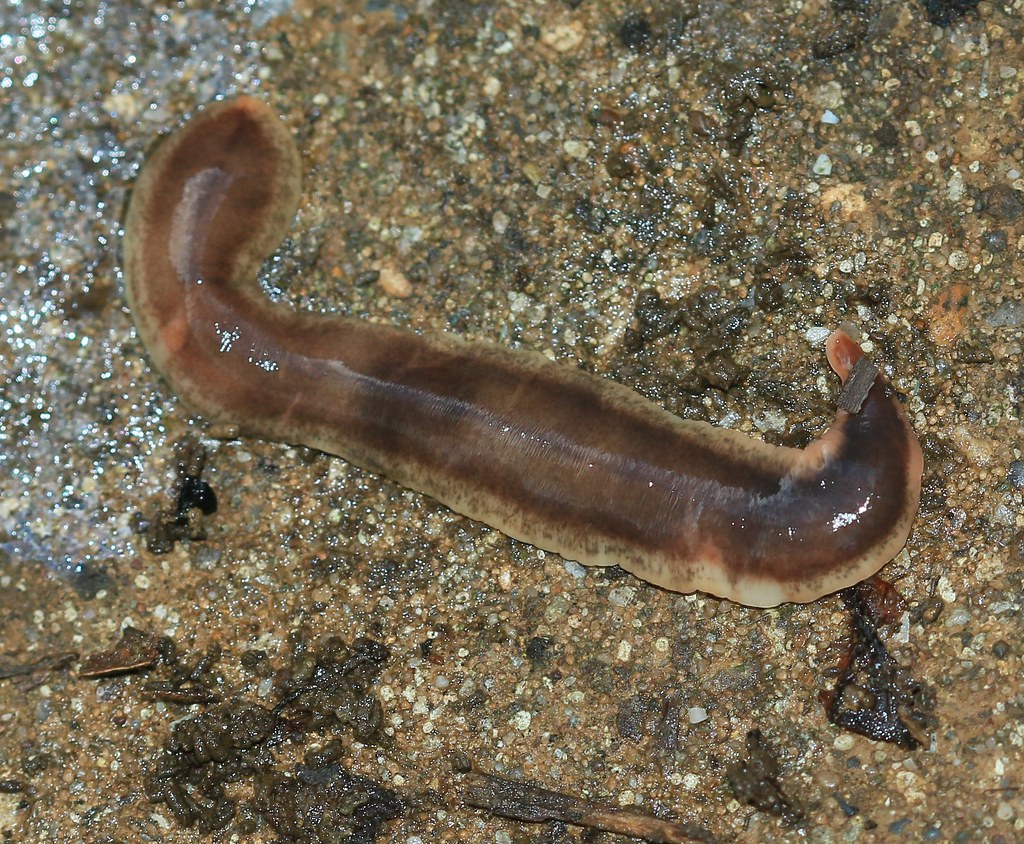New Zealand flatworm | S. Rae | Flickr