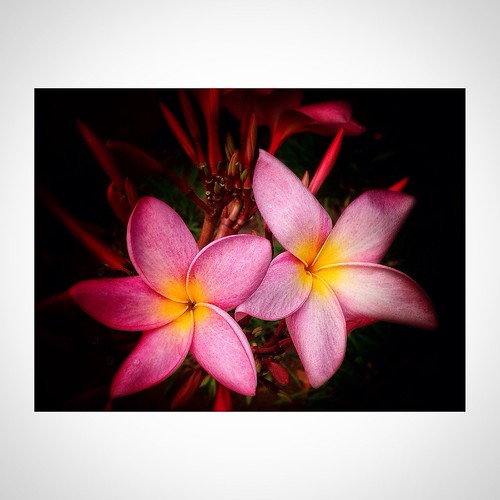 Delicate | by gibaelaura