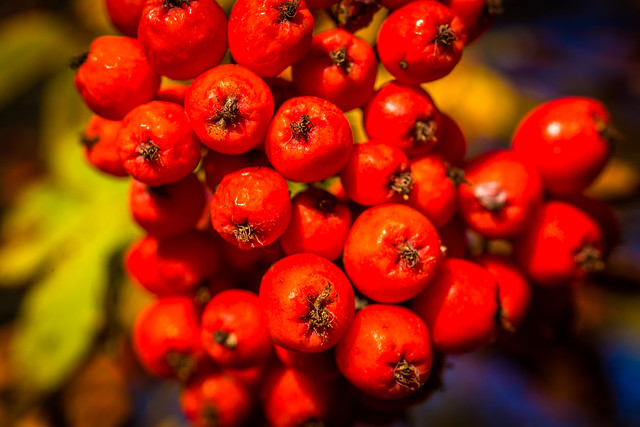 Pihlajanmarjoja / Rowan-berries