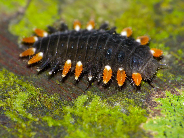 Handsome Fungus Beetle Larva (Endomychidae)