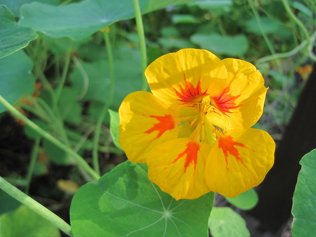 Natur-Kunst-eine fein bemalte Blume am Gartenzaun