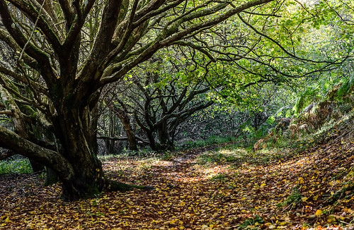 autumn trees leaves scotland nikon october dean east will tamron lothian woodhall gell 1750mm d7000