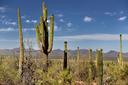 nikond800e day3 saguaronationalpark saguaronationalparktucsonmountaindistrictwest lookingsw desert desertlandscape sonorandesert desertplantlife outside nature saguaro cactus carnegieagigantea saguarocactus arborescenttreelikecactus cactusacrossdesertlandscape sunny blueskieswithskies landscape mountains mountainsindistance mountainsoffindistance capturenx2edited colorefexpro intermountainwest southwestbasinsandranges northsonorandesertranges baboquivariarea kittpeak project365 hohokamroad cactusflowers topofsaguarocactus bajadaloopdrive paloverde arizona unitedstates