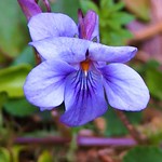 スミレ（菫）Viola mandshurica）