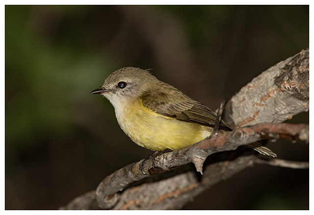 Lemon Bellied Flycatcher (Microeca flavigaster) (aka Lemon Bellied Robin) (12 centimetres)