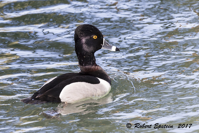 Ring-necked Duck  3