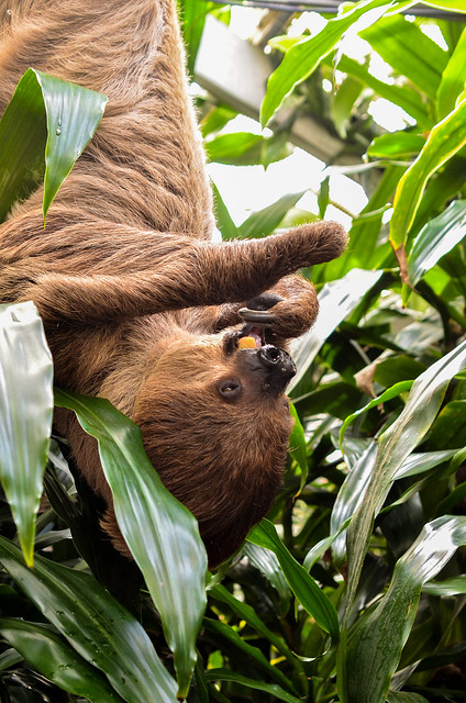 Cinnamon the Two-Toed Sloth