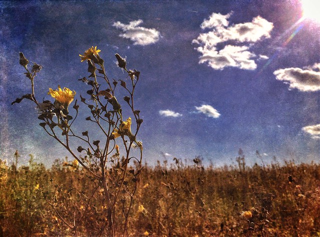 Prairie, end of summer...