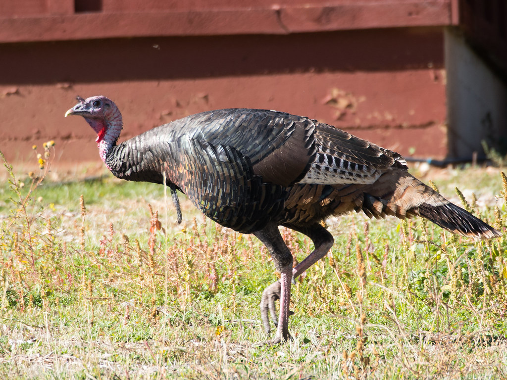 Turkey Flicker Turkeys | Flickr