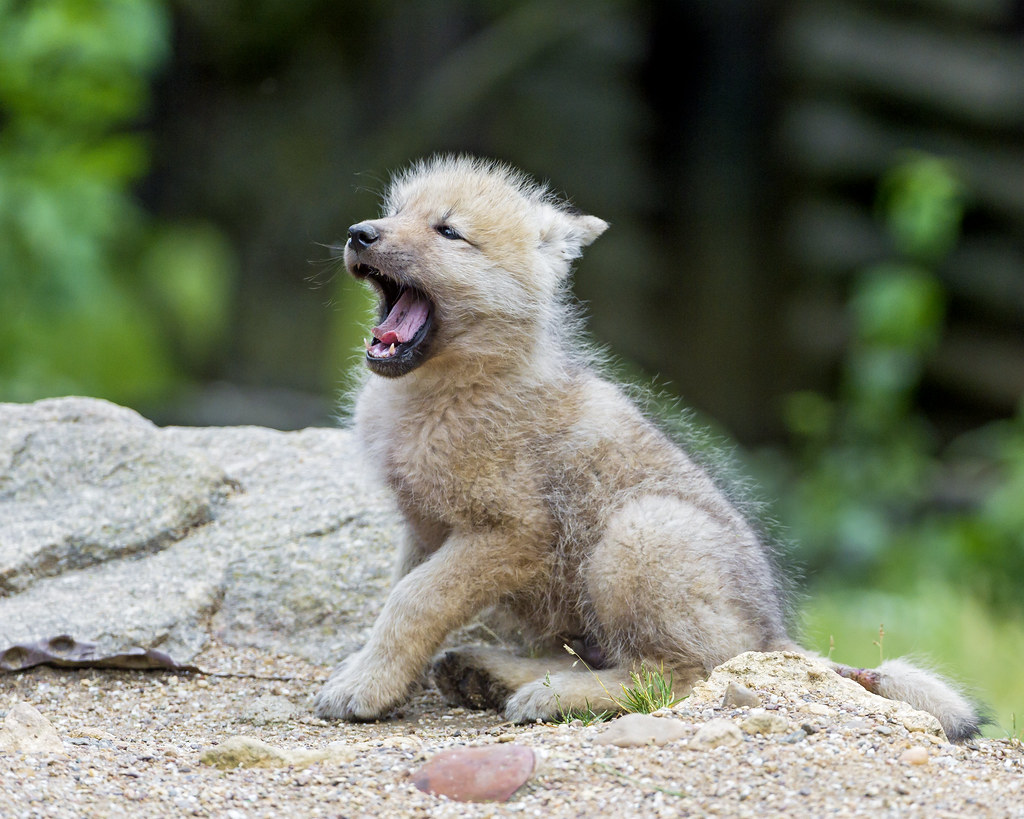Yawning arctic wolf pup | This picture of a yawning arctic w… | Flickr