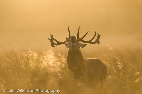 Red deer | by LAWilkinson