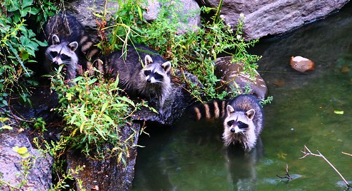 Raccoons in Central Park | by MrHicks46