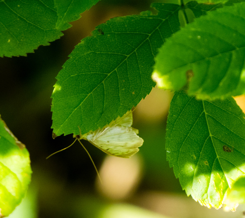 Moth under a leaf