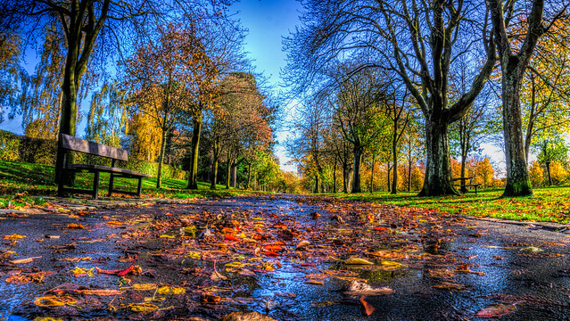 Autumn in Victoria Park Glasgow
