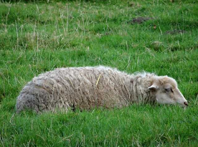Müdes Schaf