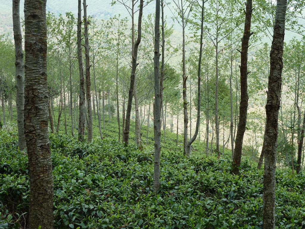 agroforestry 混農林業