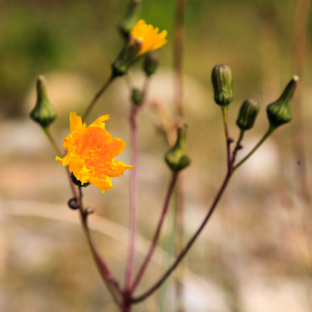 Jasper - Yellow Flower