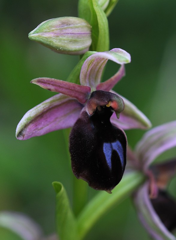 20160326-042F | Gottfrieds Ragwurz (Ophrys ferrum-equinum subsp. gottfriediana). Kefalonia, 26.03.2016