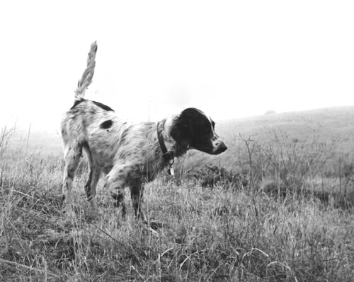 Hunting dog in the field - Florida | by State Library and Archives of Florida