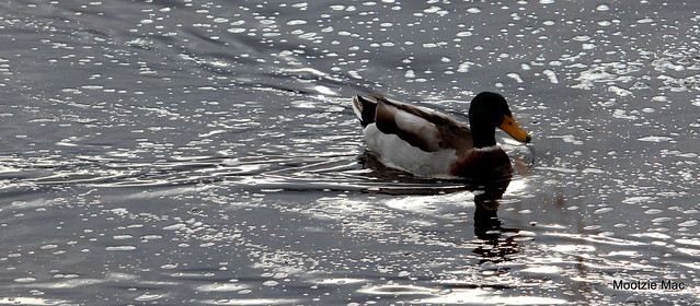 Duck paddle/ripple