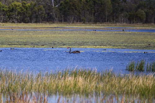 nature water ecology birds australia wetlands qld queensland aus mareeba mareebawetlands canonef70200mmf4lisusm canonef14xiiextender canon6d