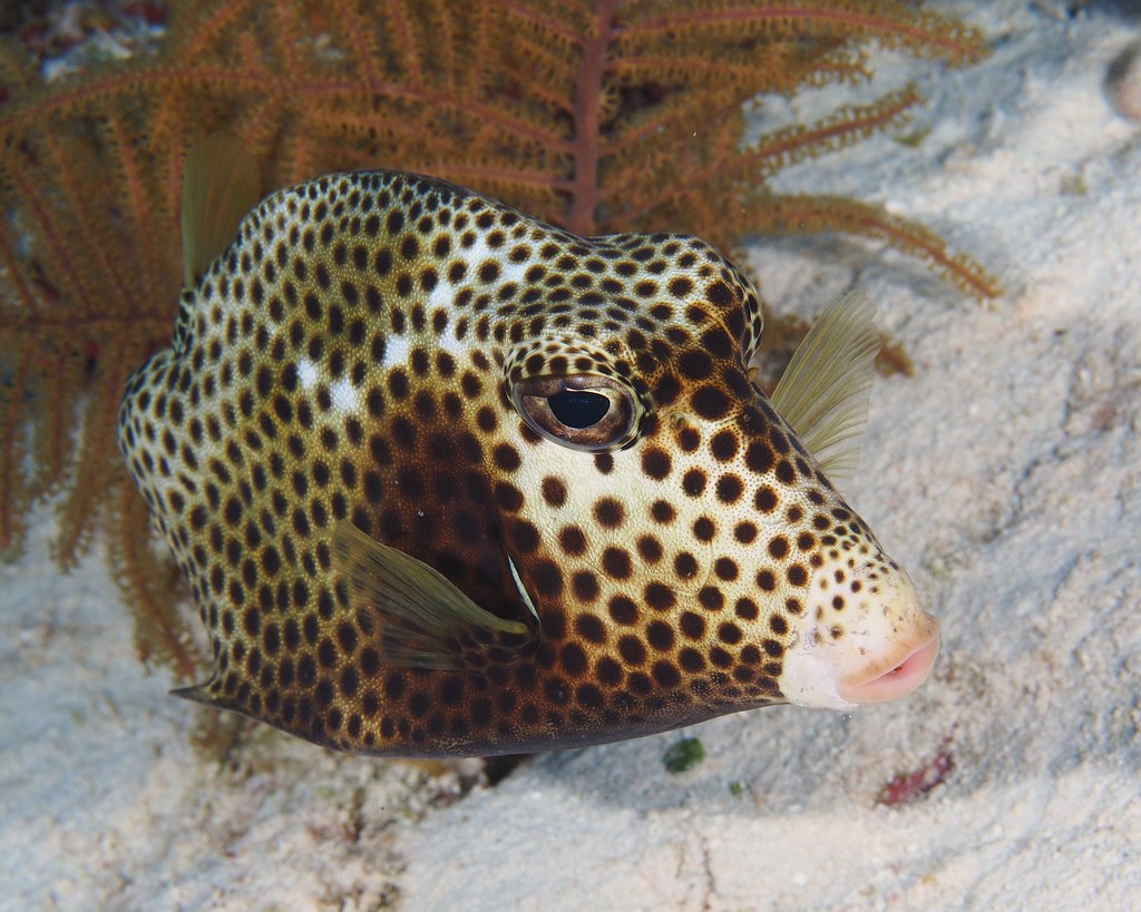 Spotted Trunkfish | OLYMPUS DIGITAL CAMERA | Jon Churchill | Flickr