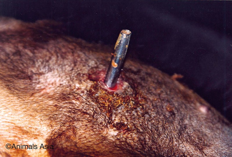 Bile extraction with a metal catheter on a moon bear
