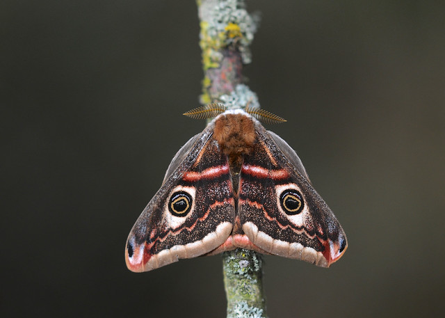 Emperor Moth DSC_1322