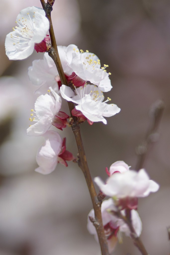 杏の花 2 ( apricot flowers No.2 )