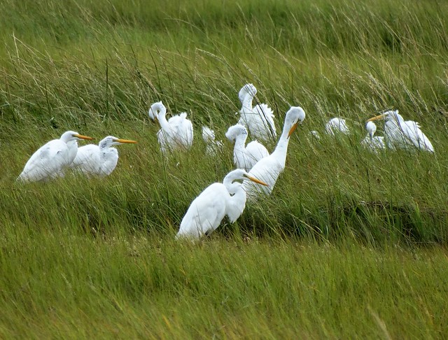 Great White Egrets