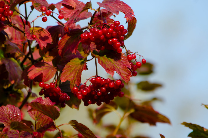 Autumn reds