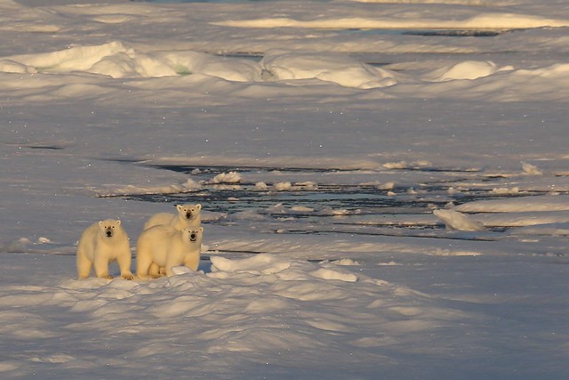Mother Polar Bear with Her Two Year Old Twins Ice Floe Prince Leopold Island Canada High Arctic