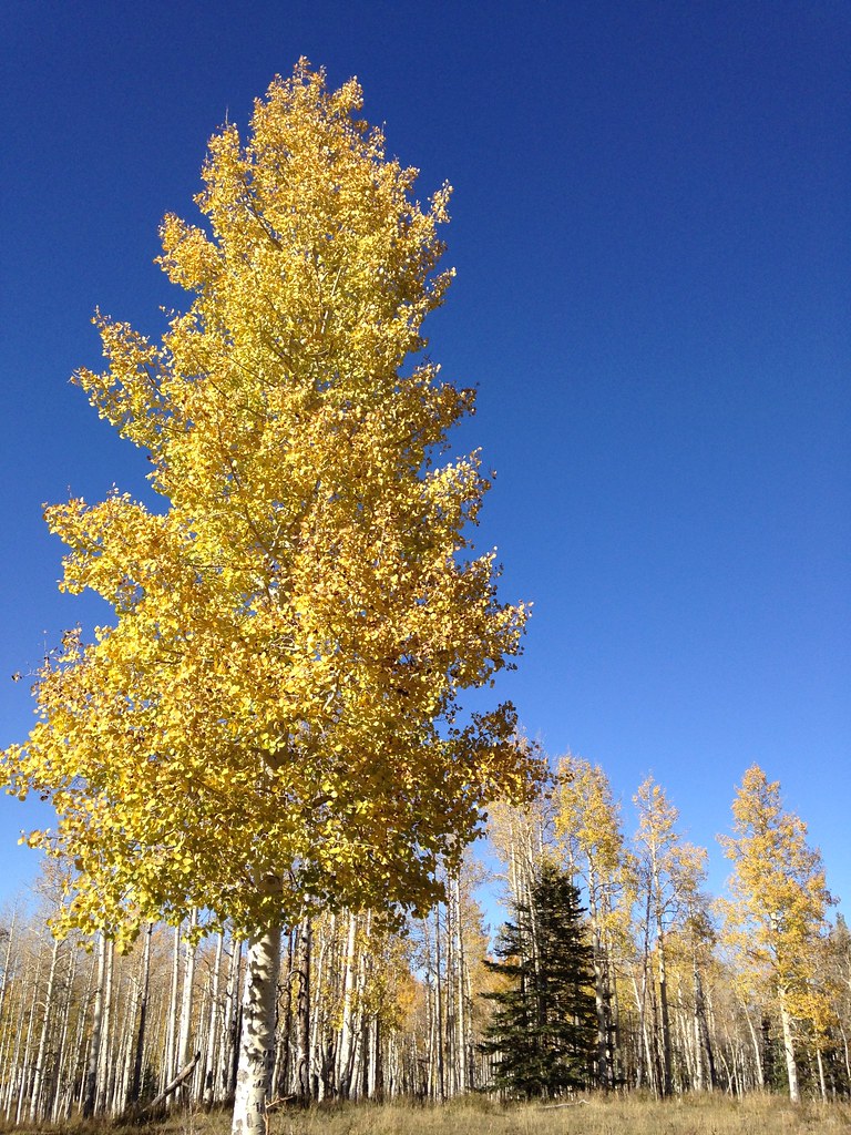 Black Pine