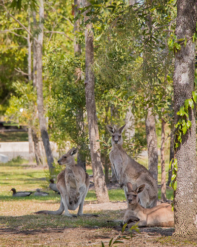 Kangaroos, captured near Building B, USC Sippy Downs
