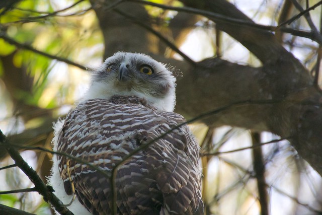 Juvenile Powerful Owl (Ninox strenua)