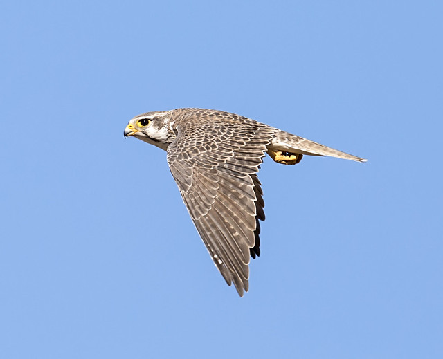 prairie falcon