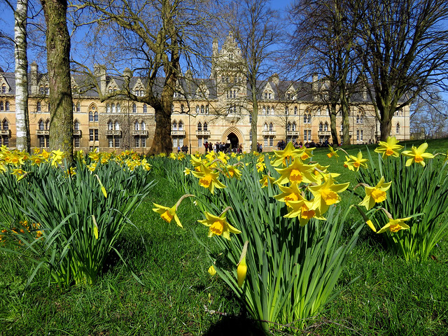 Oxford 150317#37 Christ Church Daffodils
