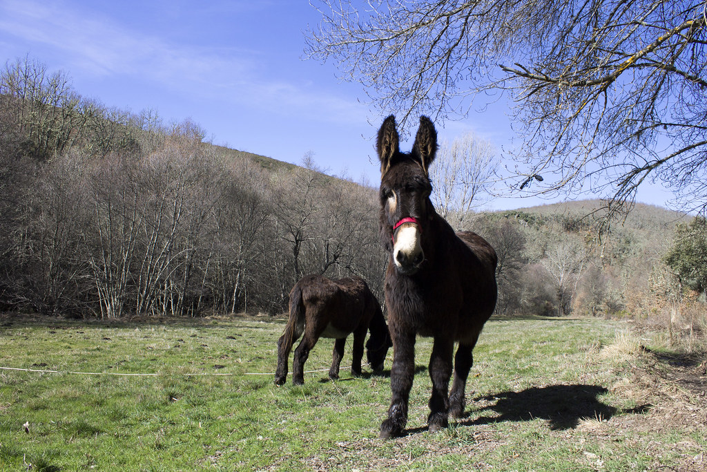 Vilarinho Donkeys
