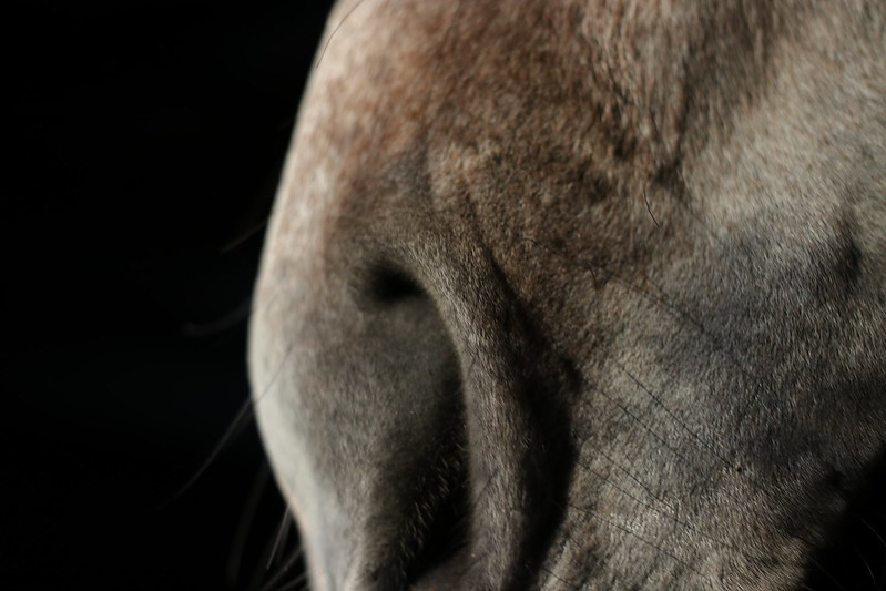 Horse nose