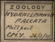 Hydrallmania falcata label
