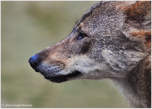 Iberian wolf, Vincennes Zoo