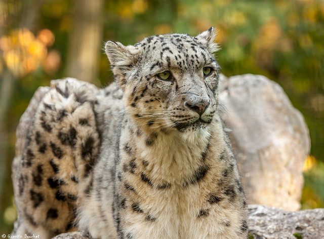 Panthère des neiges - Snow leopard [EXPLORE 2014-10-06]