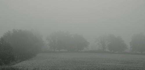 blackandwhite mist field fog landscape nikon farm missouri soybean treeline nikond5000 skyemarthaler bloomfieldmo